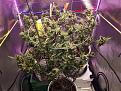 Afghan week 10 of flower