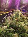 Afghan bud week 10 of flower