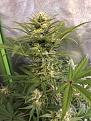 65 Days White Cheez Auto Main Cola heading to the finish. YEA !!!!!!!!!!!!!!
Soooooo Happy !!