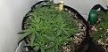 Mandarin Cookie Clone