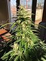 Day 73 Gorilla Glue Cola
