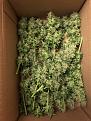 Gorilla Glue boxed