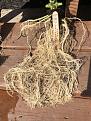 Gorilla Glue Root system much larger than Cheez