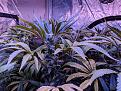 Tall blue dream