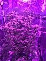 Big bud strain in front and unknown in the background