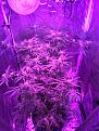 Big bud strain in front and unknown in the background
