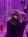 6 wks mystery seed photoperiod # 6
2/13/19