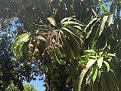 mango tree