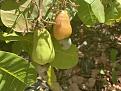 cashew tree