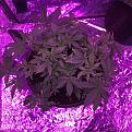 “Krippler” shes 39 days young!!

should i defoliate more??  love peoples opinions!!