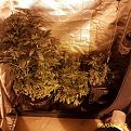 left (2 - DWC):  clone Northern Lights
middle (2 - DWC):  clone LoJ
right (1 - Coco):  clone Northern Lights
