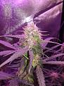 White widow