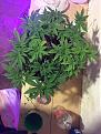 53days veg!! she’s starting to get her color back..  fixed Ph problem