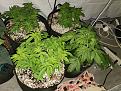 Back 2 Strawberry Bannana, Front Right Jack Herer 2, Front Left Gelato