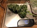 Gorilla Glue, 420 Seed, 1/1/19 - 3/14/19 Main Cola