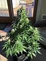 Gorilla Glue, 420 Seed, 1/1/19 - 3/14/19  Plant before chop