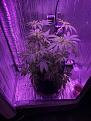 after trim and LST pull down