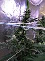 Acapulco Gold ("Tsunami") 113 days , 32 days flower Main Cola 10" +
Follow the curve !