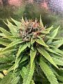 1 bud shot