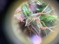 #2 iPhone + belomo trichome shot