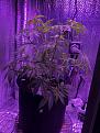 All organic mystery see grow after trim in flower