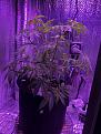 All organic mystery see grow after trim in flower