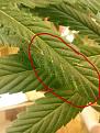 On same plant half way down I got these marks. Don't know what they are either.  Any advice be greatly appreciated.