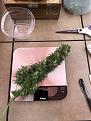 Plant "Main" Stalk Cola 36 g