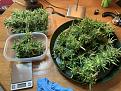 Untrimmed Buds. 30 colas. 600g