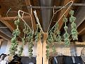 Plant #2 (BiggBunny) drying