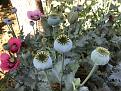 Poppies doin their thing