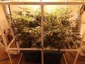 Day 64. 1sr day wk 2 of early bloom cycle.