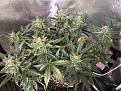 Lemon og maybe 3 weeks out
