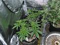 Northern lights
