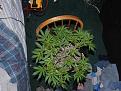 Northern Lights Plant 1