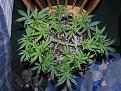 Northern Lights Plant 2