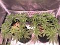 Pic from first day of flowering 
Left is blue fire 
Right is mango sapphire