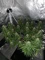 Lemon OG Haze