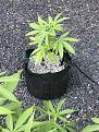 6. Afghan Kush (3 gal container)