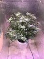 1 of 4 Peyote Critical free seeds from Seedsman