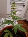 Does this plant look anywhere like it should at 12 weeks?