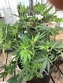 I defoliate this morning down to this so far. My goal is no shade when I’m finished today and in 3 weeks will do a deeper defoliation leaving only truly essential leaves