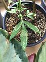 see marks on leaves