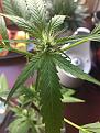 need to know if this plant is already in flowering stage