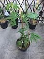 autoflower