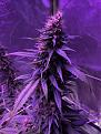 CY-CLONE , Acapulco Gold 40 days into flower 1 of 3 main colas