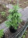 Gold Clone outside