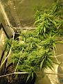Current harvest