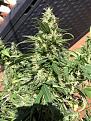 1 of 3 main branch Colas