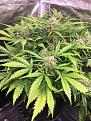 WW #1 flower development and yellowing